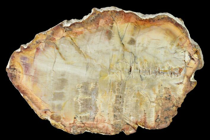 Petrified Wood (Araucaria) Slab - Madagascar #139581